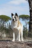 AKITA AMERICAIN 307